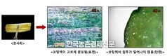 임업진흥원, '산채류' 신선식품 세척기술 개발