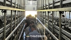 '양송이버섯' 농가 맞춤형 신품종 개발