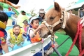 한국마사회 부산경남, ‘말테마 워터파크’ 4년만에 재개장