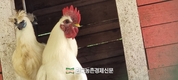 '반려동물' 연관산업 국가 전략산업으로 육성키로