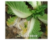 감자·배추 '반쪽시들음병' 방제 미생물 선발