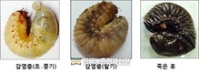 농진청, '산업곤충’ 꼼꼼한 소독으로 질병 예방