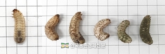 농진청, '산업곤충’ 꼼꼼한 소독으로 질병 예방