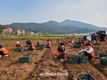고구마 '무병묘' 신청...11월 30일까지