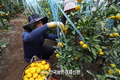 감귤 '우리품종' 확산 기대