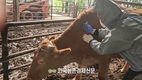 소 '럼피스킨' 백신접종 완료!...항체형성 3주 소요