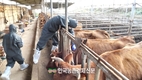 소 '럼피스킨' 백신접종 완료!...항체형성 3주 소요