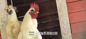 “조류인플루엔자 꼼짝 마!”