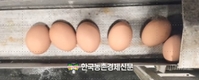 가금연구소, 알 적게 낳는 '닭' 영상으로 선별