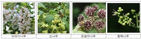 농촌진흥청·양봉농협·농심 협업…꿀벌 '밀원수' 조성!