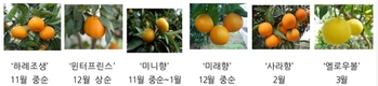 감귤 '홍수출하' 막는다!...국내 육성품종 다양성에 매진!