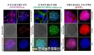 동물실험 대체 '돼지 간세포' 미니 장기 개발