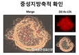 동물실험 대체 '돼지 간세포' 미니 장기 개발