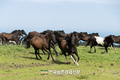 ‘국내산 승용마’ 새 이름 뭘로할까?