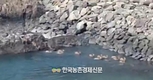 안마도에 무슨 일이?...애물단지 된 '안마도 사슴' 민원 들끓어