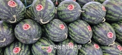 한국청과, 국내산 과일류 수급안정에 총력...출하장려금 2월 8일까지