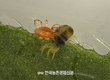 시설딸기 해충 ‘천적활용 방제기술’ 현장평가회 열어