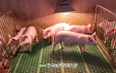 농촌진흥청 