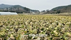 대아청과 2024년 '저장배추' 전수조사 결과 발표