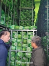 대아청과 2024년 '저장배추' 전수조사 결과 발표