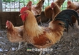 ‘국제 가축유전자원 시스템 등재’ 신규 가축 모집