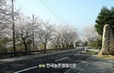 벚꽃 언제필까?...전국 휴양림 벚꽃 개화시기 소개