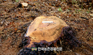 소나무재선충병 고사목 재활용...'펠릿·우드칩·섬유판'으로 활용