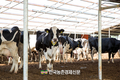 국산 우유 자급률 45.8%...국산 원유생산량 '하락세'