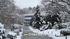 국립산림과학원, 가시없는 두릅나무 ‘서춘’ 신품종 나왔다