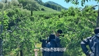 <속보>'과수화상병' 올해 첫 발생!…긴급 방제·확산 차단에 총력