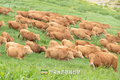 한우연구소, 한우 '초지방목' 시작