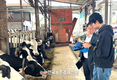 농협사료, '로봇착유 전용사료' 농가 생산성 기대