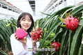 출하 앞둔 제주산 '용과'