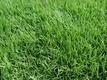 산림과학원, ‘천연잔디’ 소비자 만족도 높아!