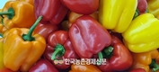 파프리카 새요리 발굴!...'제9회 파프리카 레시피 콘테스트' 소비촉진 눈길