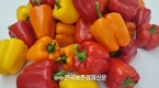 파프리카 새요리 발굴!...'제9회 파프리카 레시피 콘테스트' 소비촉진 눈길