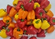 파프리카 새요리 발굴!...'제9회 파프리카 레시피 콘테스트' 소비촉진 눈길