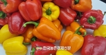 파프리카 새요리 발굴!...'제9회 파프리카 레시피 콘테스트' 소비촉진 눈길