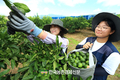 제주 '풋귤' 수확 시작!