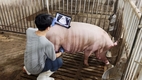 AI 활용 '돼지 임신판정' 혁신기술 개발