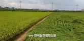 지역 '브랜드쌀' 가치 높이자!...'우리 벼'로 품종대체 속도 빨라