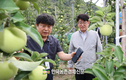 사과나무 ‘평면재배' 선보여!...노동력 1/20 혁신적 절감 기대