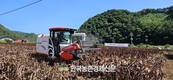 '수수' 신품종 기계 수확!