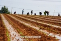 배추값 '초강세'...그야말로 금값!
