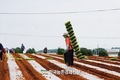 배추값 '초강세'...그야말로 금값!