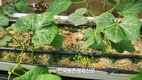 친환경 농업 확산!...'천적 신기술 농법' 활성화 기대