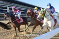 11월 경주마 주목?...경마 시행계획 발표