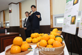 '감풍' 단감 신품종 보급에 박차