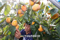 '감풍' 단감 신품종 보급에 박차