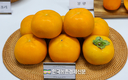 '감풍' 단감 신품종 보급에 박차